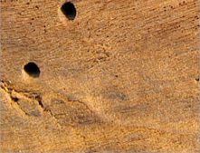 ARENA VAIA - INSETTI XILOFAGI E CARPENTERIE